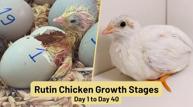 a-comprehensive-guide-to-hatching-rutin-chickens-from-egg-to-chick.jpg