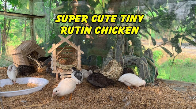 Raising Rutin Chickens a Comprehensive Guide to Care and Husbandry