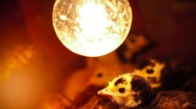Raising Rutin Chickens from Cute Chicks to Socially Hardened Survivors Review