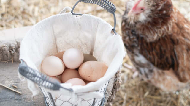 How Long Do Rutin Chicken Lay Eggs Understanding the Egg Laying Cycle