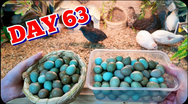My Urban Farming Adventure Hatching Rutin Chicken Eggs in the City